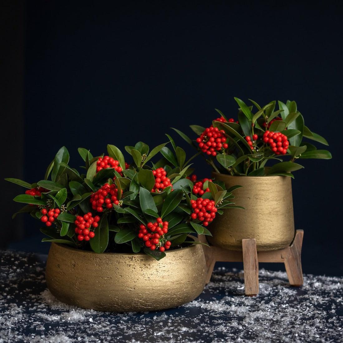 Pottery Pots - Pflanztopf Patt | Metallic Gold | Ø 16,5 cm - Codeso Living